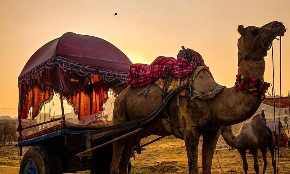 A camel cart travelling through the desert near Pushkar at sunset