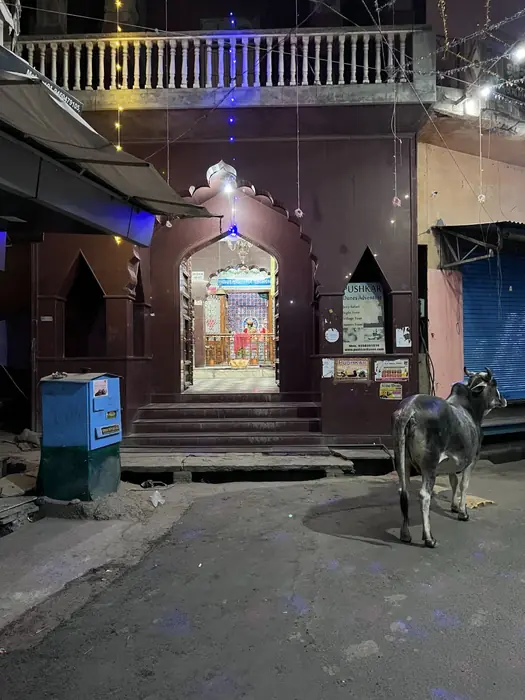Cows pass a temple entrance in Pushkar